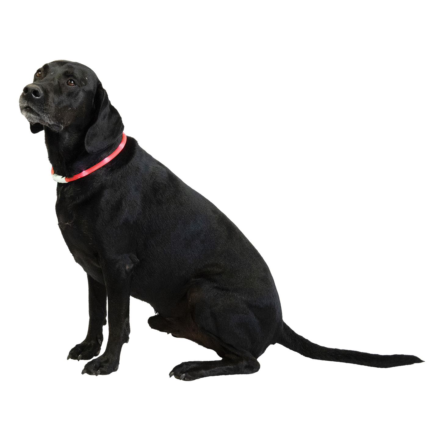 LED-halsband op USB - Geel