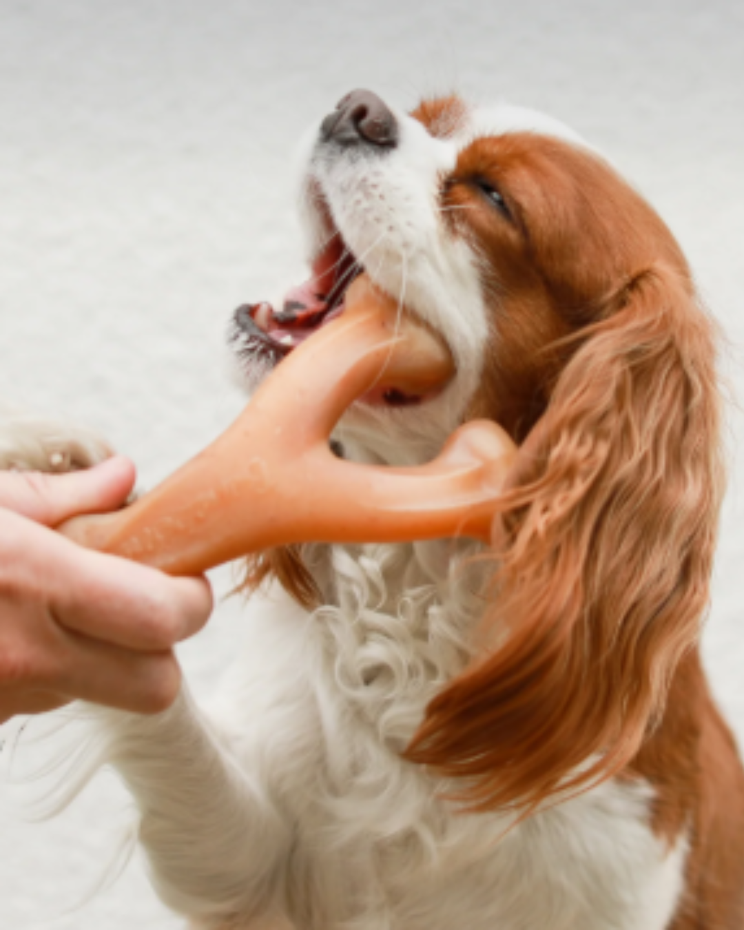 Wishbone Chicken - Medium